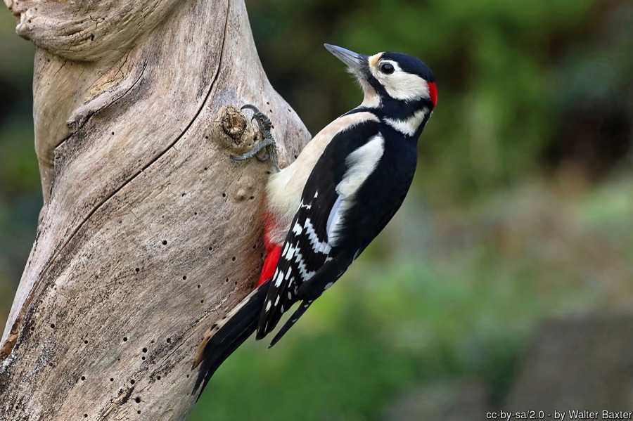 Great spotted woodpecker